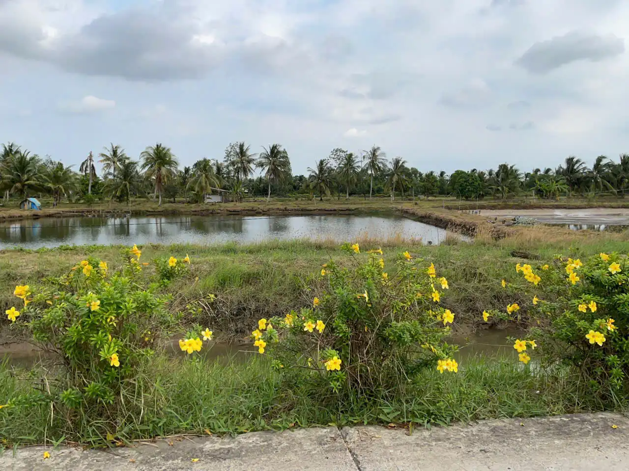 Cuộc Sống Ở Nhu Gia Sóc Trăng – Nghề nuôi tôm nước lợ