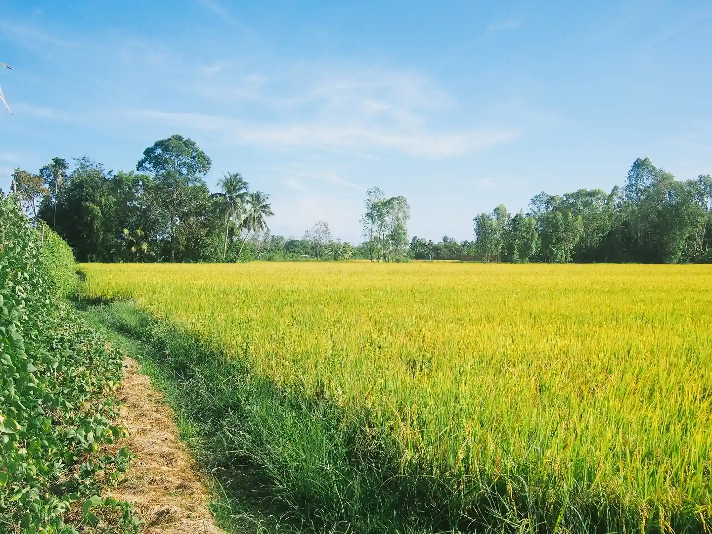 Cánh Đồng Lúa ở Nhu Gia