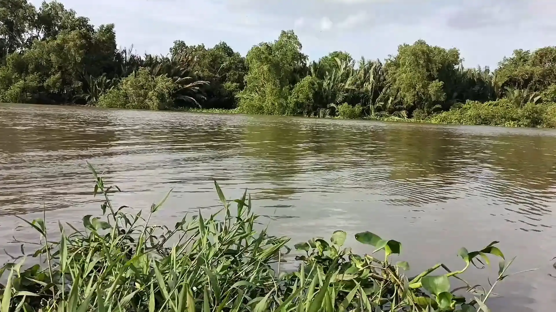 Một đoạn sông Nhu Gia - 2 bên bờ có nhiều nhánh bần gie ra sông