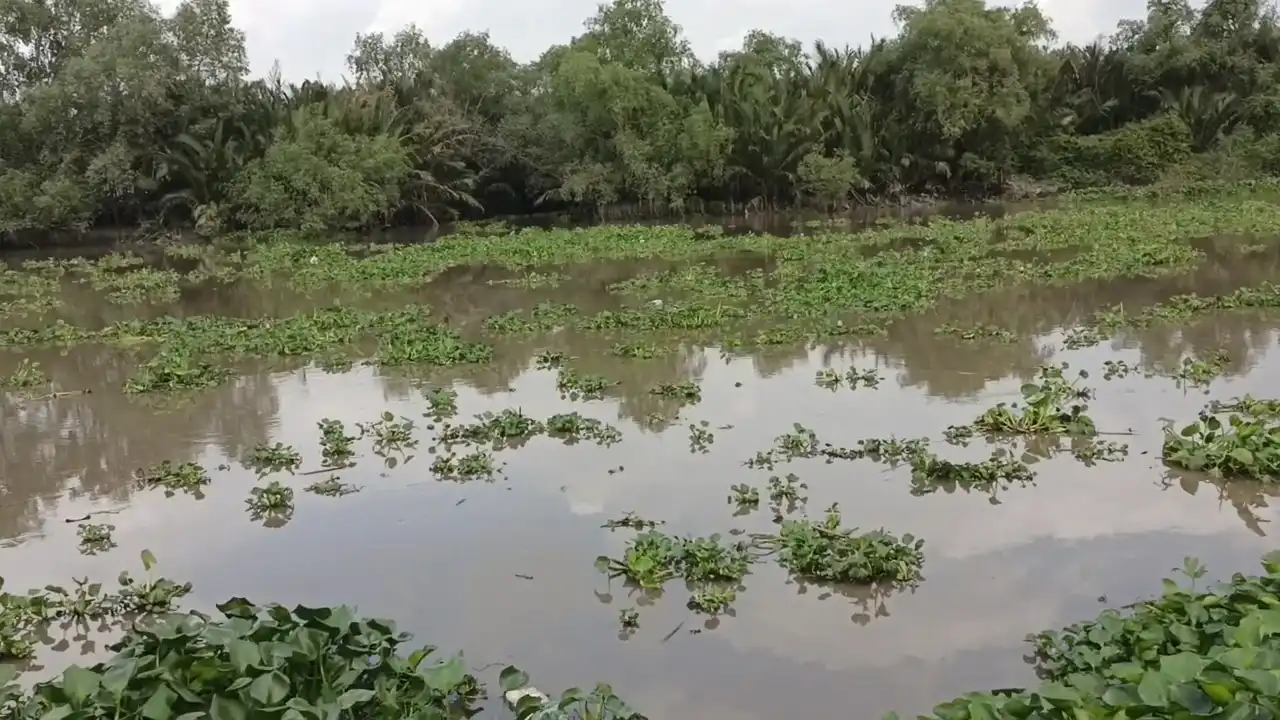 Rất nhiều nhánh bần gie 2 bên bờ sông Nhu Gia