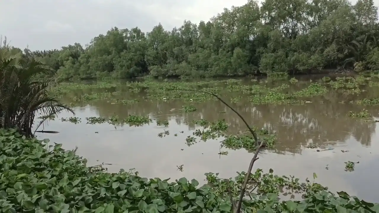 Sông Nhu Gia - 2 bên bờ có rất nhiều nhánh bần gie ra sông