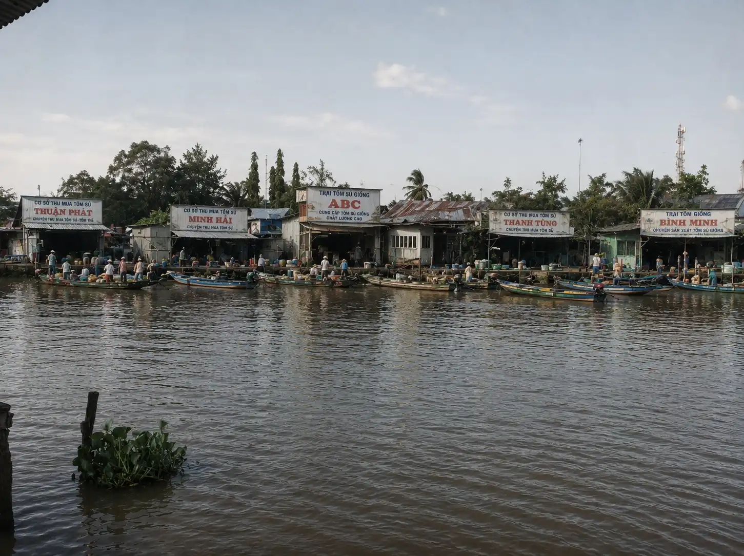 Trại tôm giống và thu mua tôm sú hai bên bờ sông nhu gia (ảnh minh họa bằng AI)
